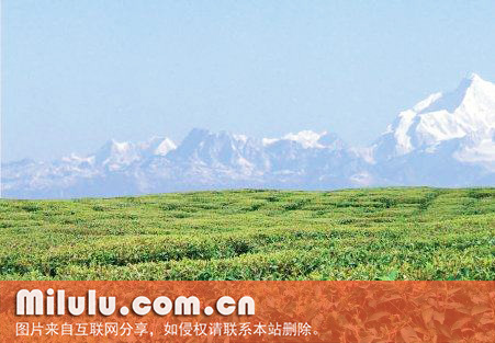 大吉岭