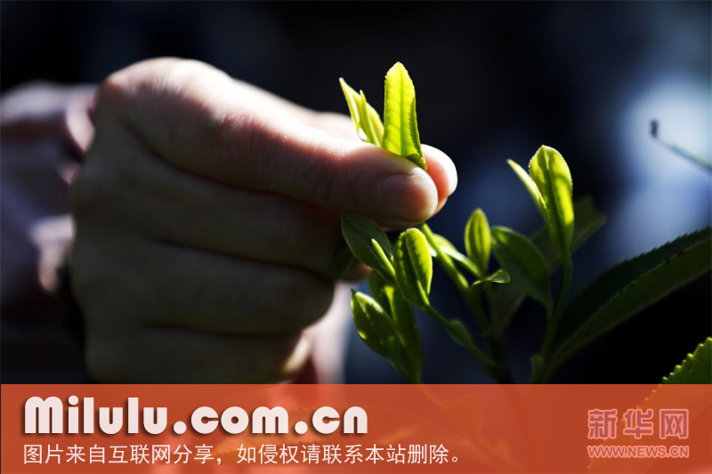 竹海金茗图片