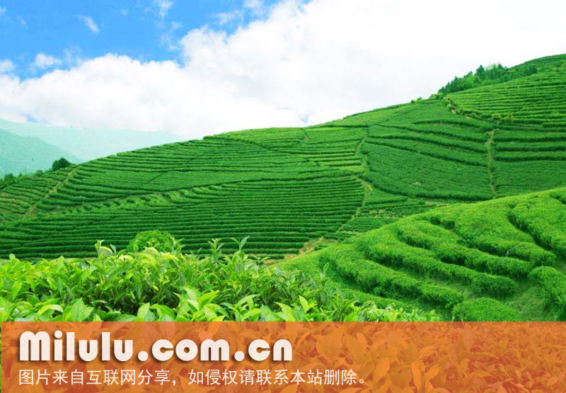 霍山黄芽图片