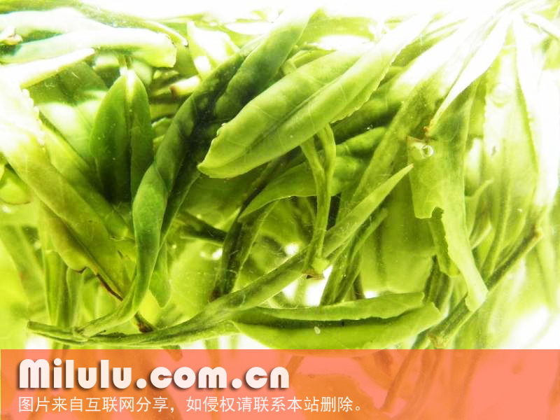 霍山黄芽中文名