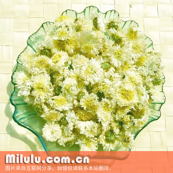 滁菊