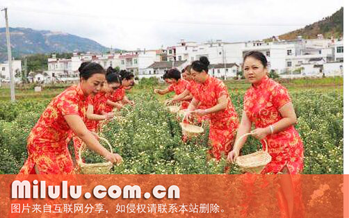 菊花采摘图