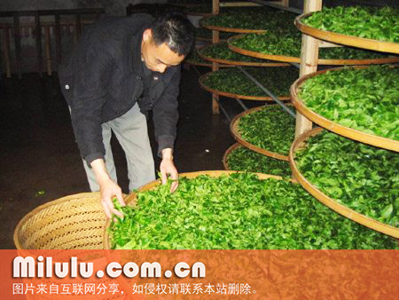 凤凰水仙图片