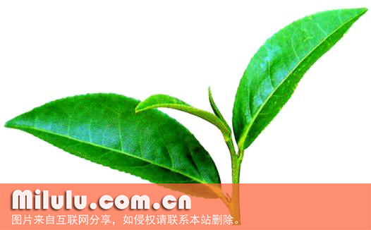 台湾乌龙茶图片