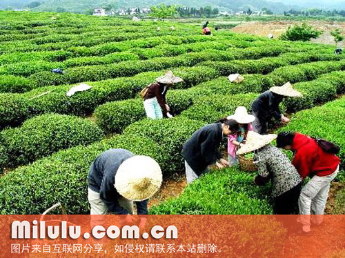 安溪色种图片