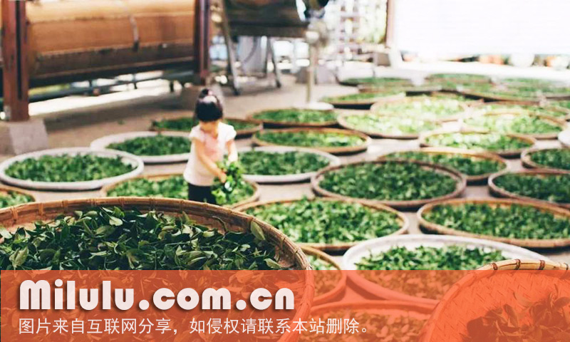 凤凰单丛茶图片