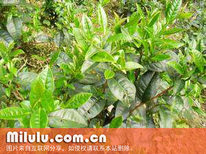 文山包种茶的自然地理