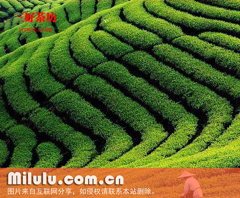 包种茶图片