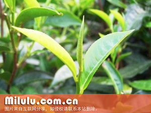 日月潭红茶图片