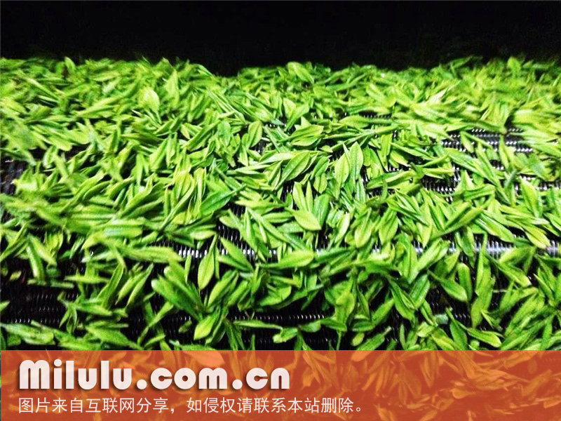 恩施玉露图片