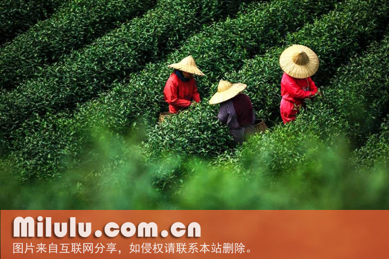 武当道茶图片