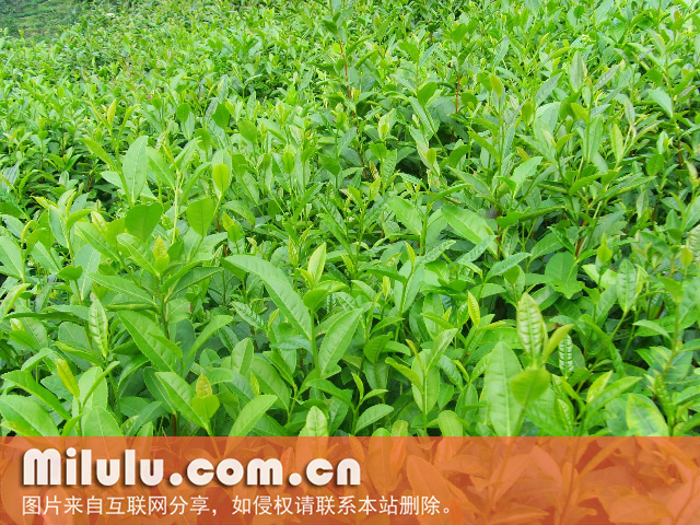 武当道茶图片