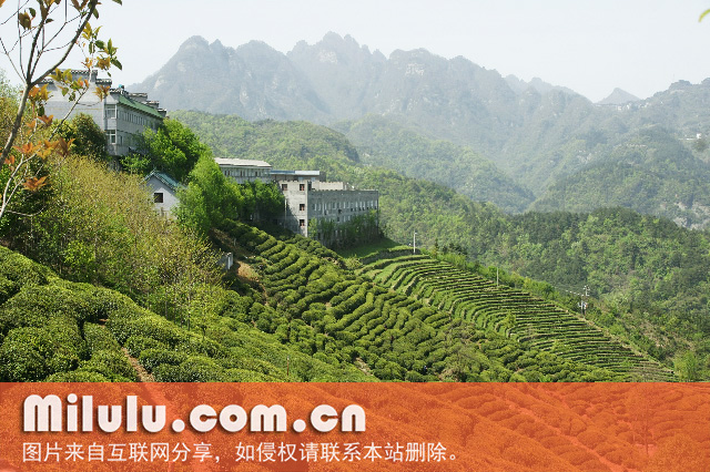 武当道茶图片