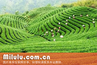 古丈毛尖图片