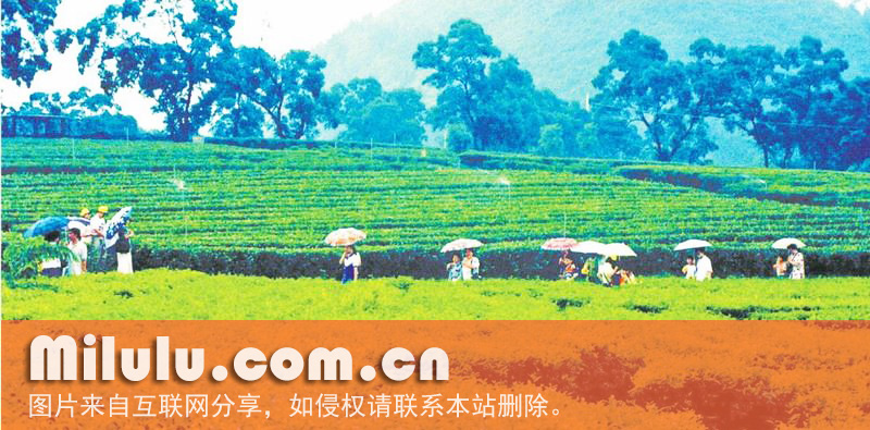 英德红茶的获奖/荣誉