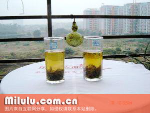 仙人掌茶图片