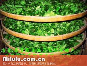 仙人掌茶图片