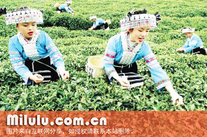 贵定云雾图片