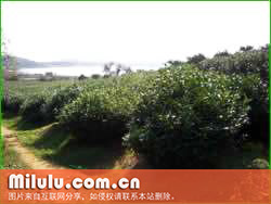 无锡毫茶图片