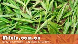 茶
