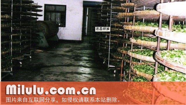 遂昌银猴的采制技术