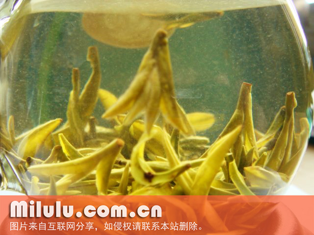 遂昌银猴图片