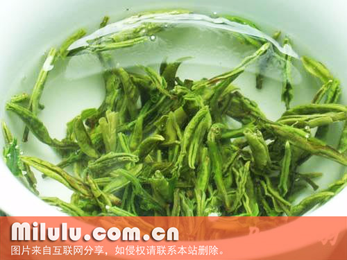 午子仙毫图片