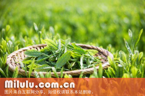 辰州碣滩茶图片