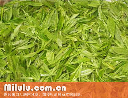 太姥翠芽图片