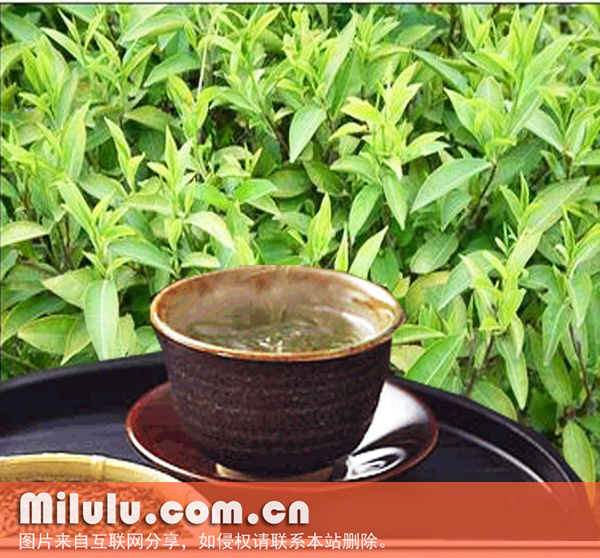 贡茶的发展