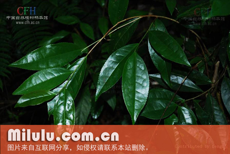 野茶树（普洱茶）形态特征