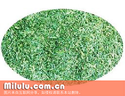 黄狮茶图片
