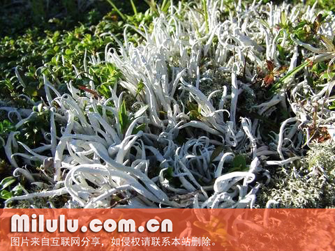 雪茶