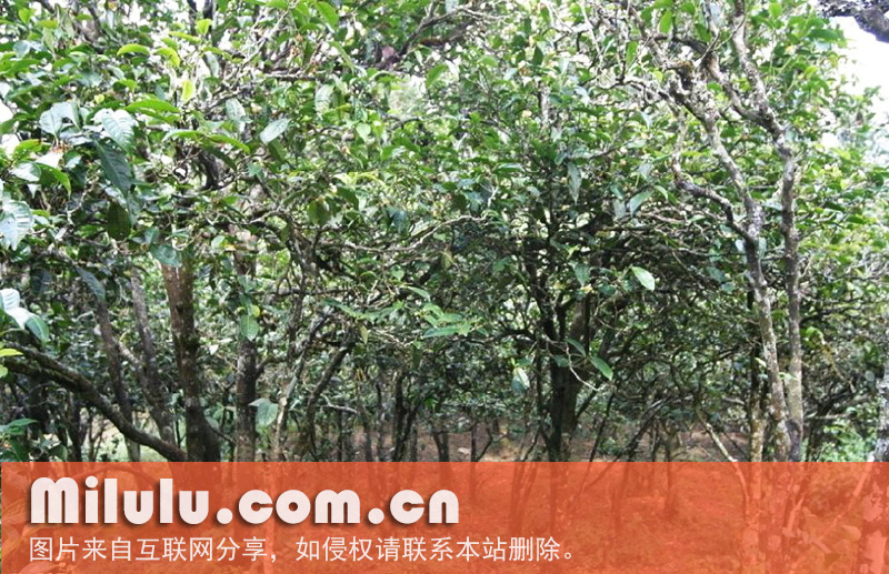 古茶树