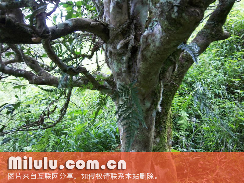古茶树