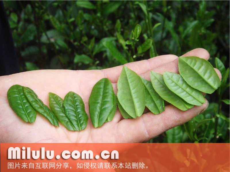 六安茶的六安瓜片的工艺性
