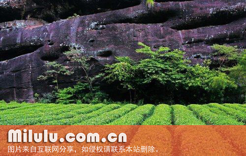 武夷名丛