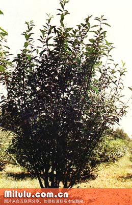 福鼎大毫