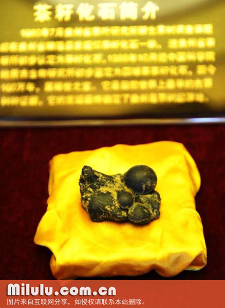 世界唯一贵州出土的100万年前的古茶籽化石