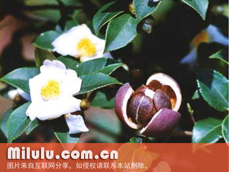 大自然奇观，花果同株中文名