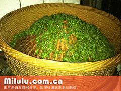 烘茶