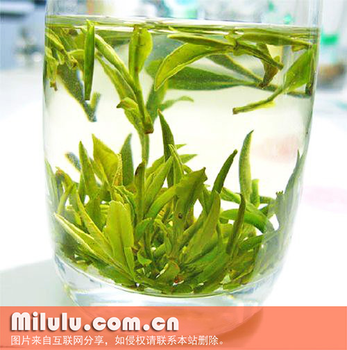 毛峰茶