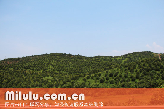 桂林桂花茶的产地环境