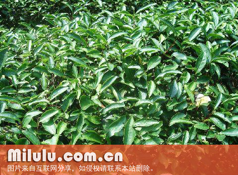 武夷菜茶