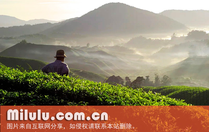 茶的生长环境