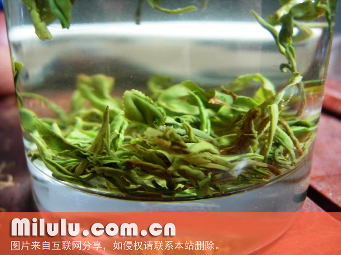 松萝茶图片