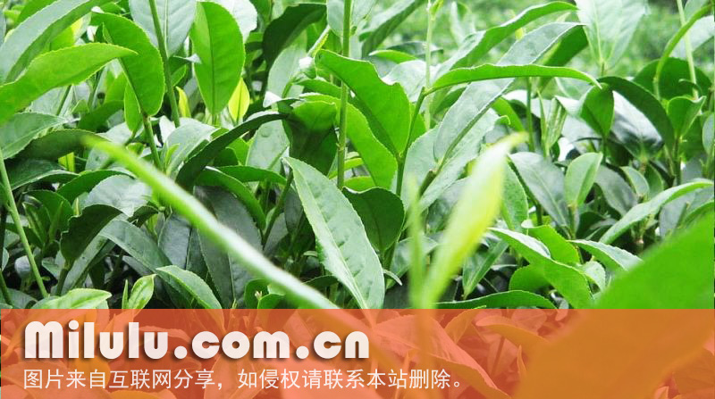 松萝茶图片