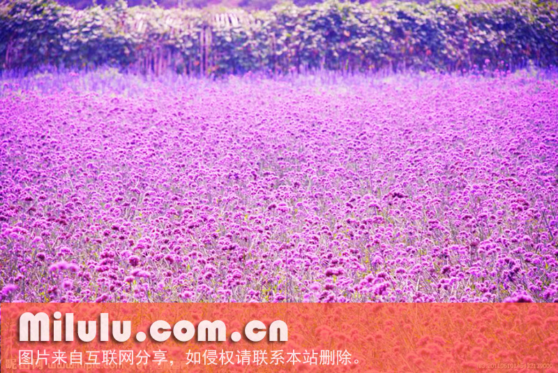薰衣草花海