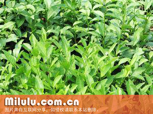 阳羡茶图片