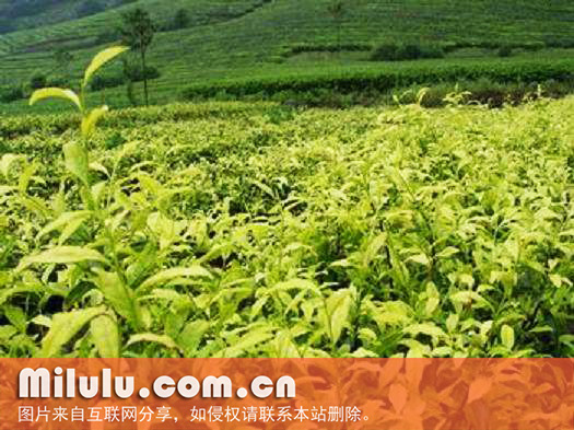 阳羡茶图片